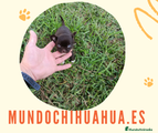 Chihuahua Cachorro 3