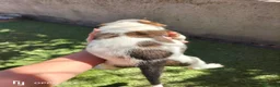 Boxer perros en venta: Boxer  - Anuncio 7