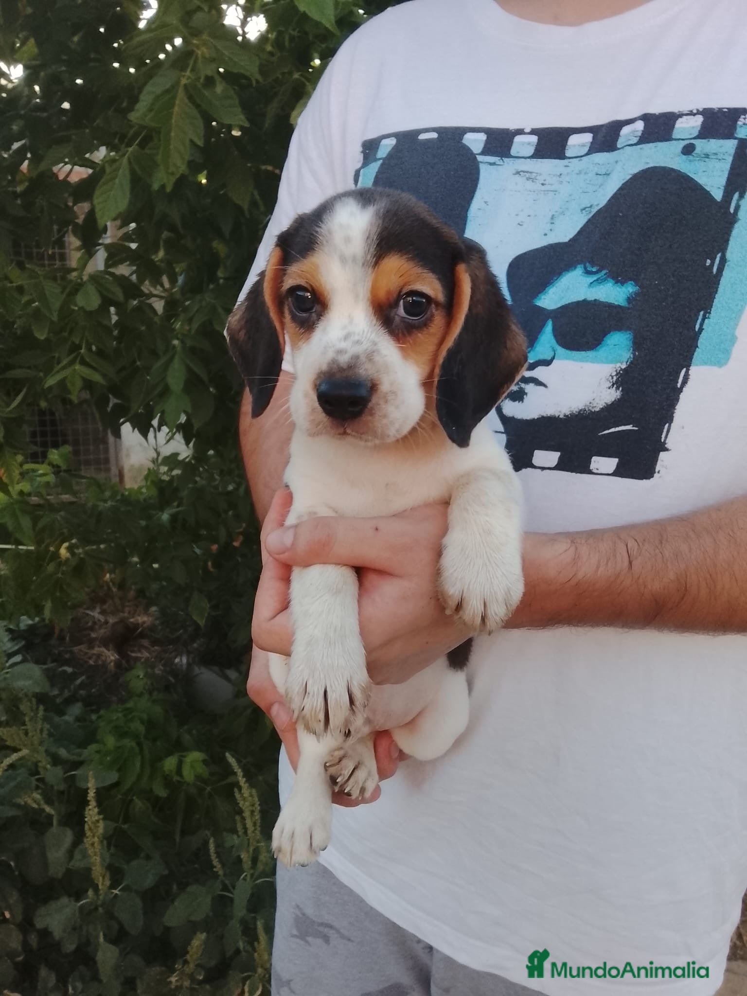 Beagle perros Beagle disponibles 🐶🐾 - Anuncio 1