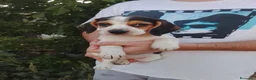 Beagle perros en venta: Beagle disponibles 🐶🐾 - Anuncio 1