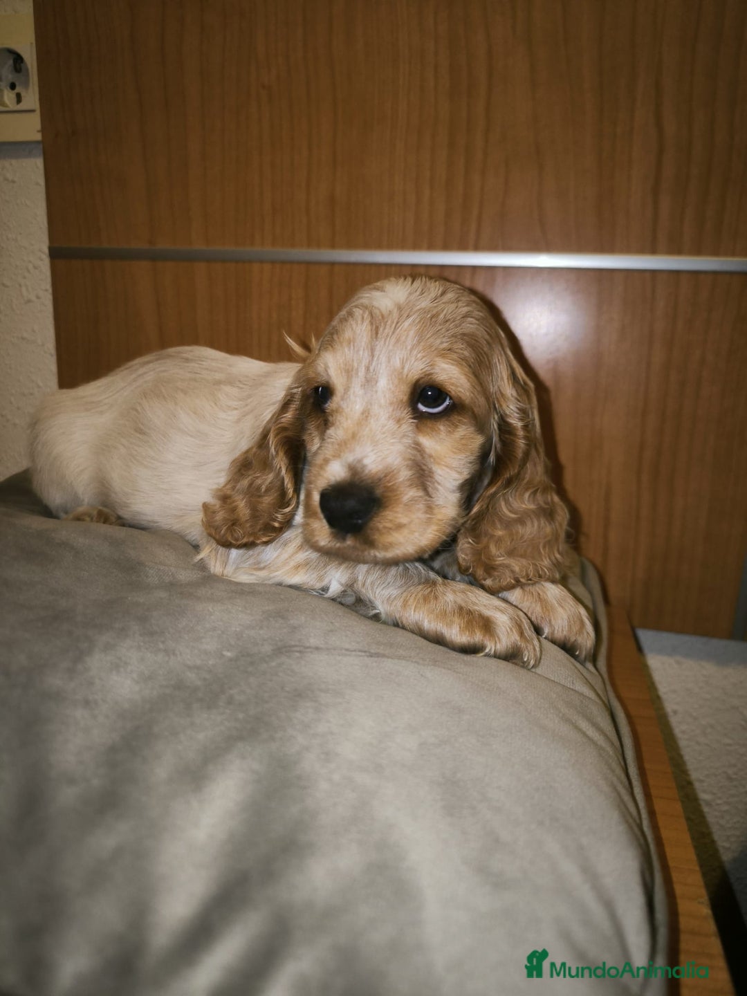 Cocker Spaniel Inglés perros en venta: Cocker Dorada Hembra - Imagen 5