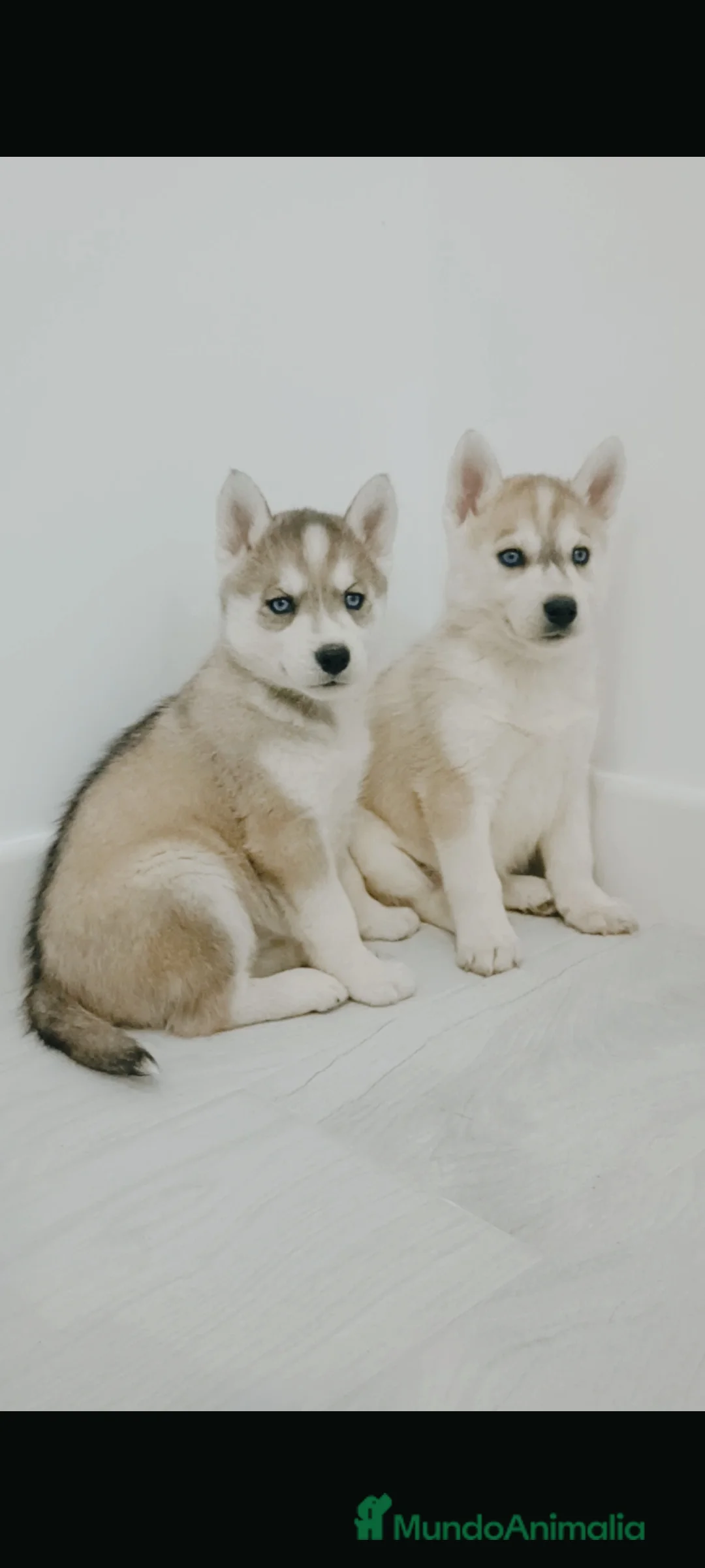 Husky Siberiano perros en venta: Cachorros husky siberianos  - Anuncio 6