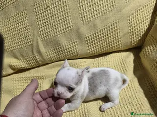 Chihuahua perros Chihuahua disponible - Anuncio 1