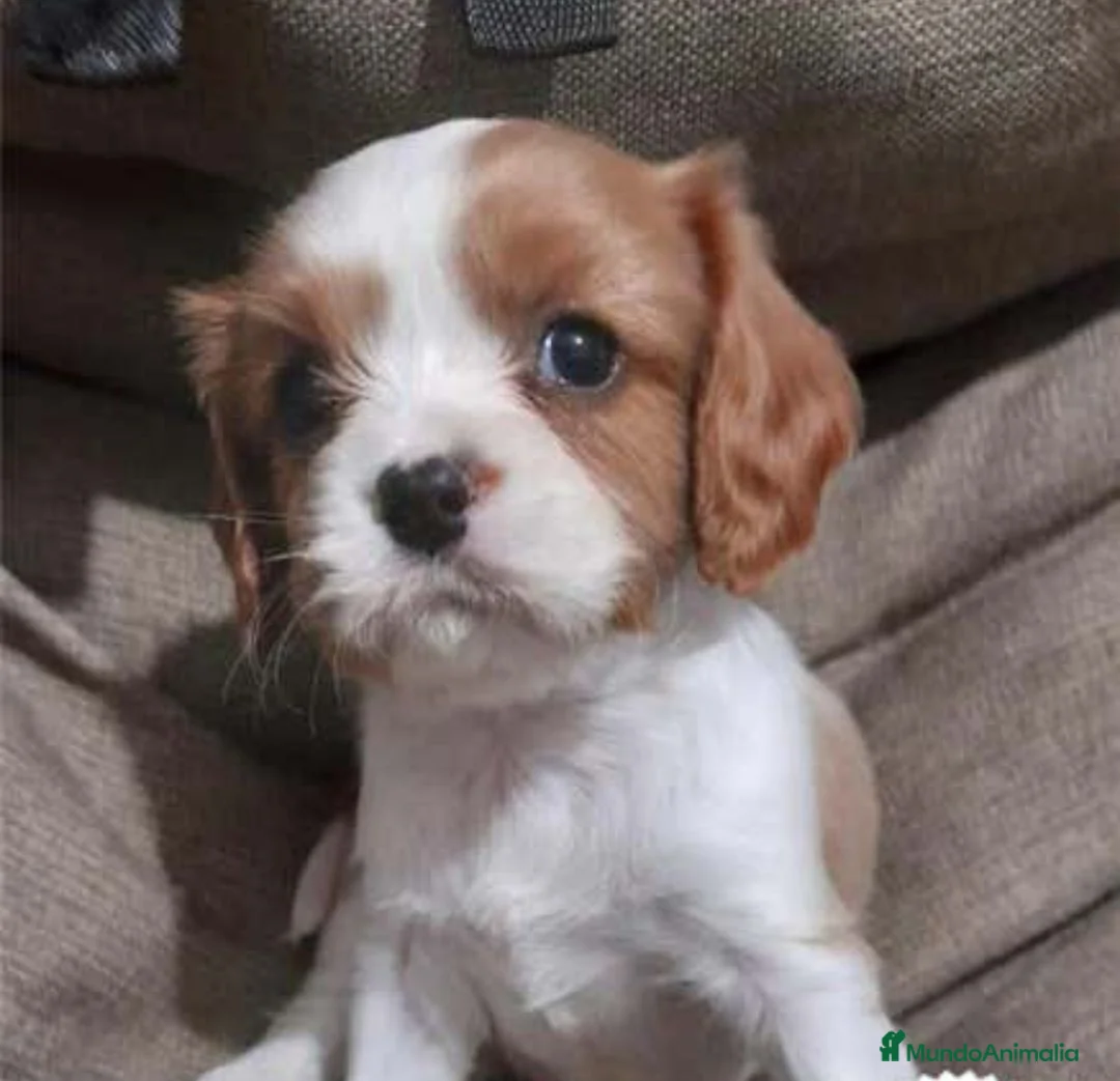 Cavalier King Charles Spaniel perros en venta: Cachorros de Cavalier  - Anuncio 1