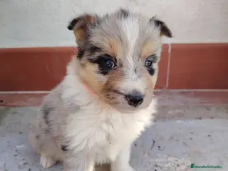 Collie de Pelo Largo perros Cachorros rough collie - Anuncio 1