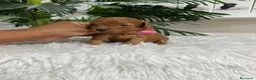 Caniche Toy perros en venta: CANICHE TOY  - Anuncio 11