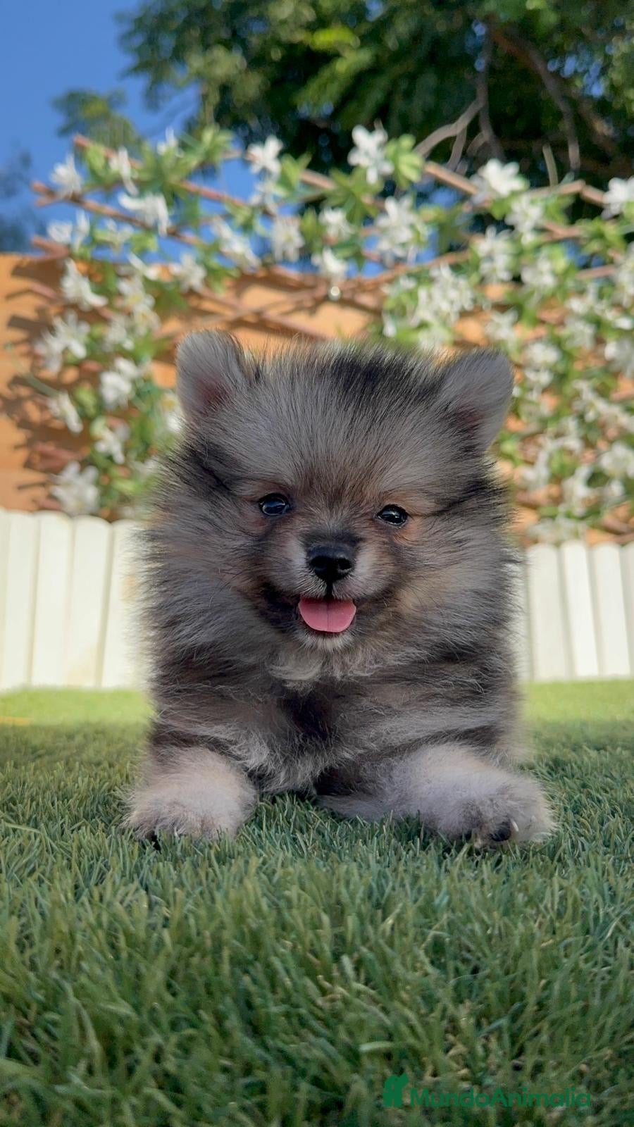 Pomerania perros POMERANIA - Anuncio 1