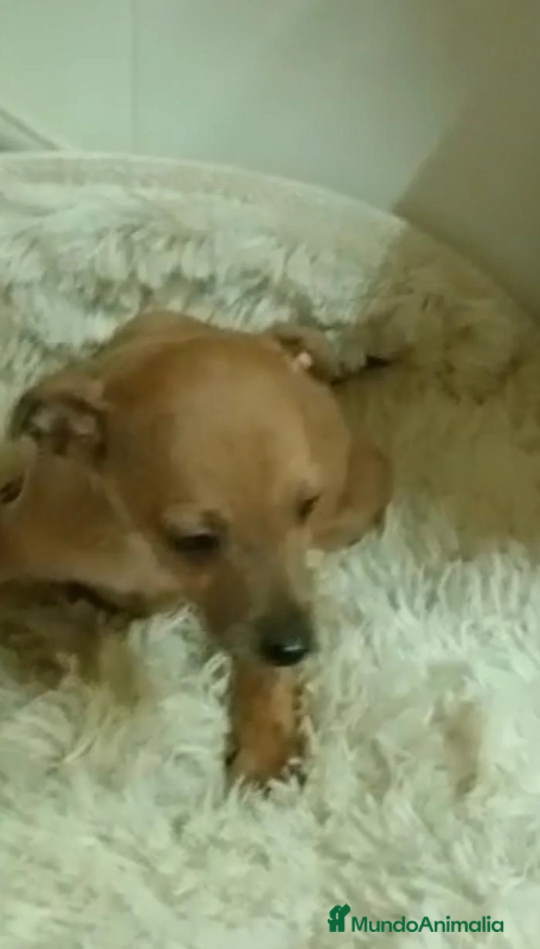 Pequeño Lebrel Italiano perros en venta: Lebrel  - Anuncio 1