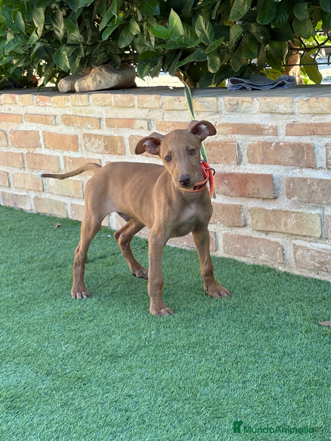 Podenco Canario perros en venta: Cachorro podenco canario  - Imagen 7