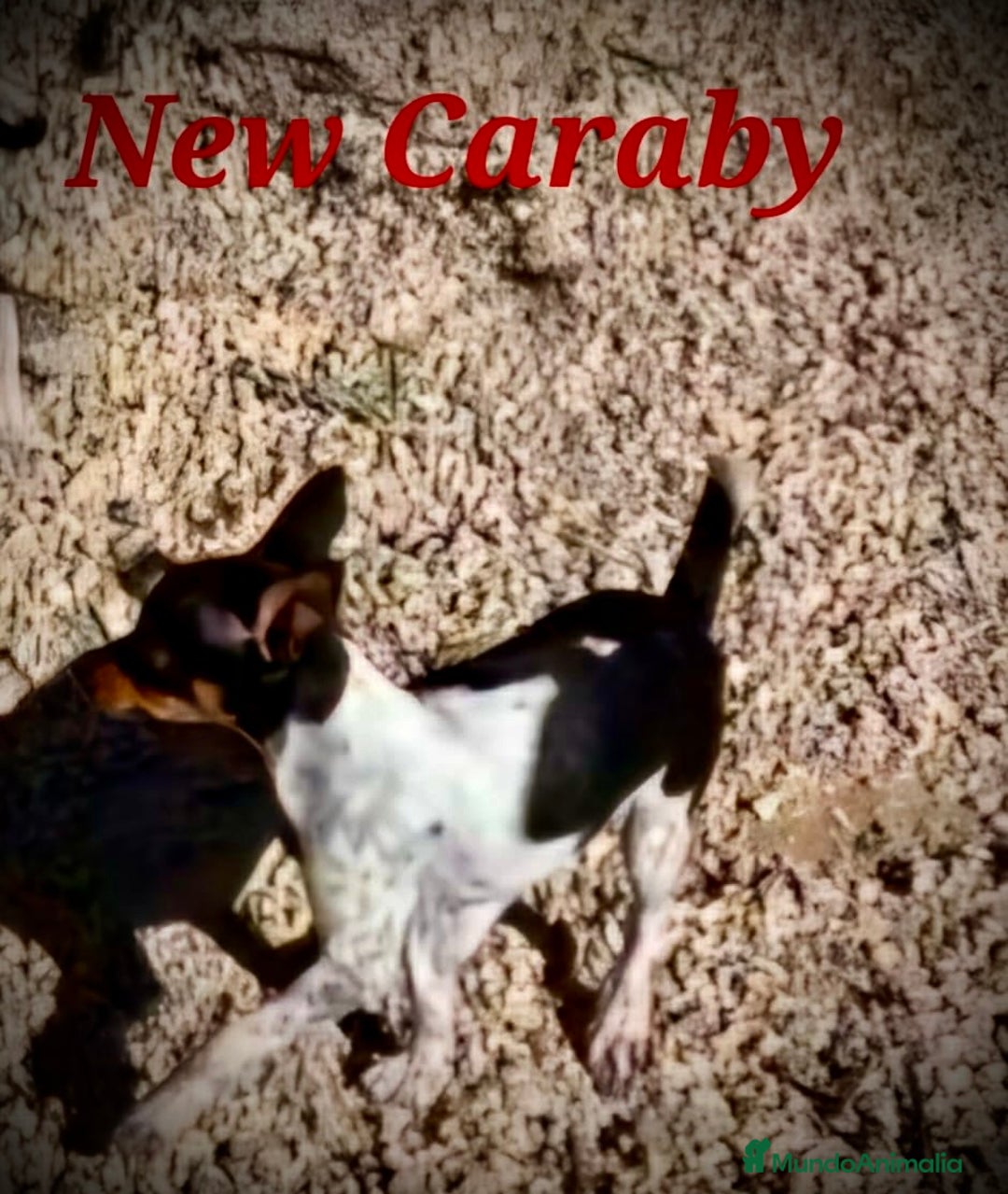 Gos Rater Valencià perros en venta: Gos Rater valencia en caraby  - Anuncio 2