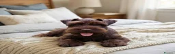 Schnauzer Miniatura perros en venta: Schnauzer miniatura exóticos - Anuncio 6