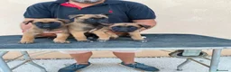 Pastor Belga Malinois perros en venta: PASTOR BELGA MALINOIS  - Anuncio 6
