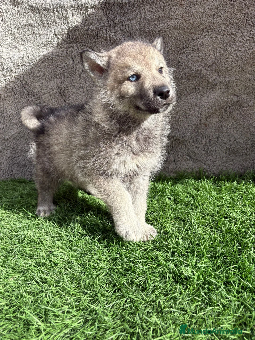 Husky Siberiano perros en venta: Macho de Husky siberiano agouti ojo azul  - Anuncio 16