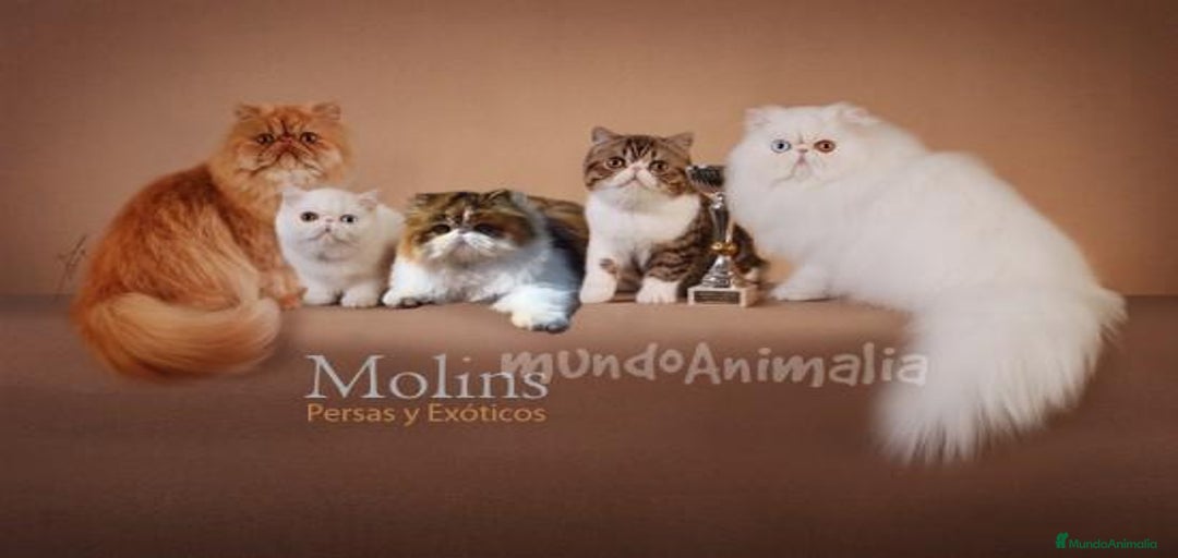 Imagen de galería {{count}}