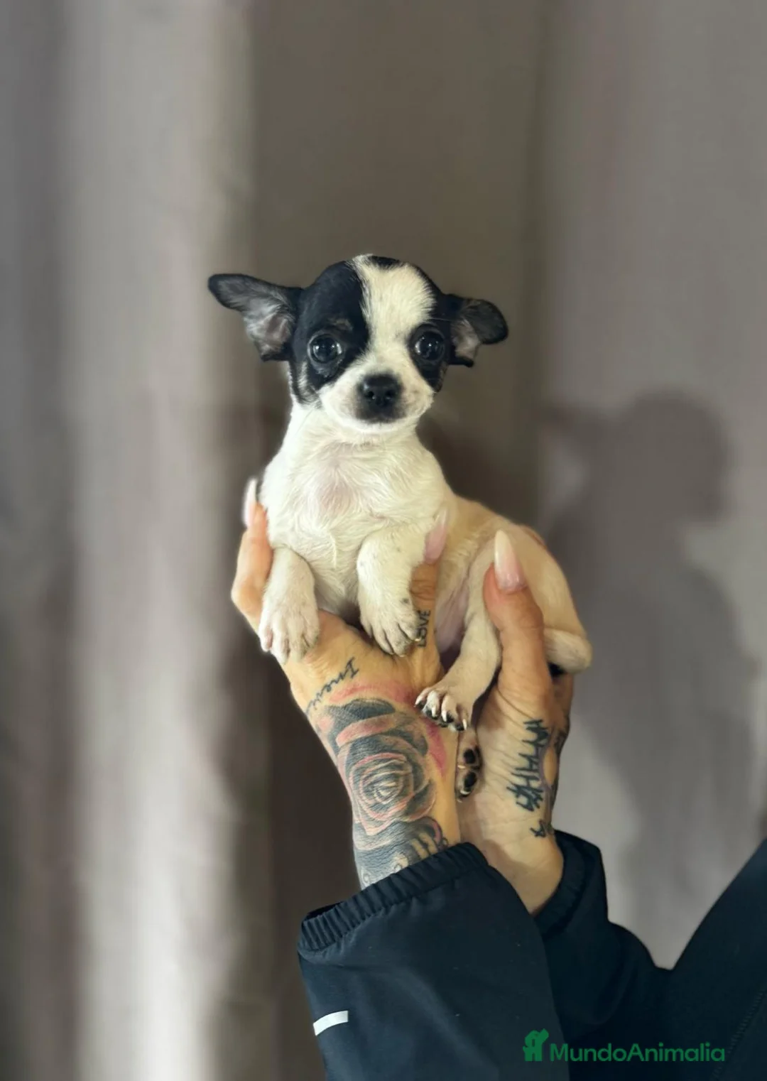 Chihuahua perros en venta: Chihuahua de capricho💜 en Illes Balears - Anuncio 5
