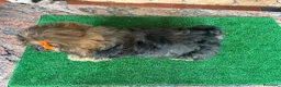 Shih Tzu perros en venta: Machitos - Anuncio 6