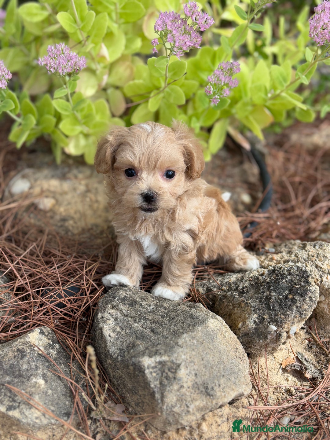 Maltipoo perros en venta: Maltipoo de caramelo hembras  - Imagen 2