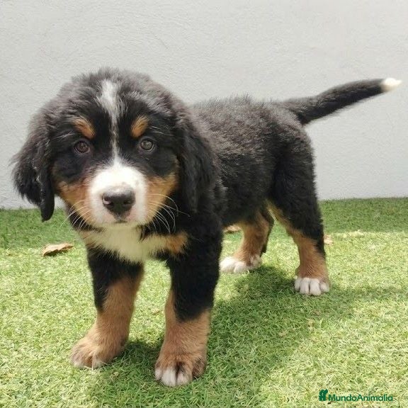 Boyero de Berna perros Boyero de berna - Anuncio 1