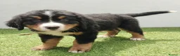 Boyero de Berna perros en venta: Boyero de berna - Anuncio 1