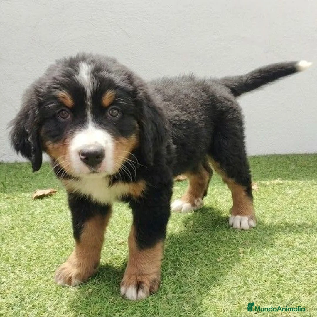 Boyero de Berna perros en venta: Boyero de berna - Anuncio 1