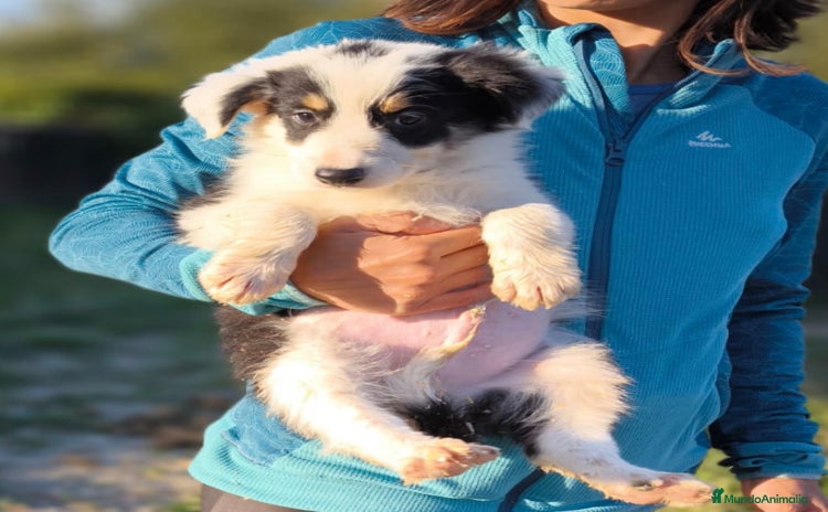 Border Collie perros - Anuncio 1