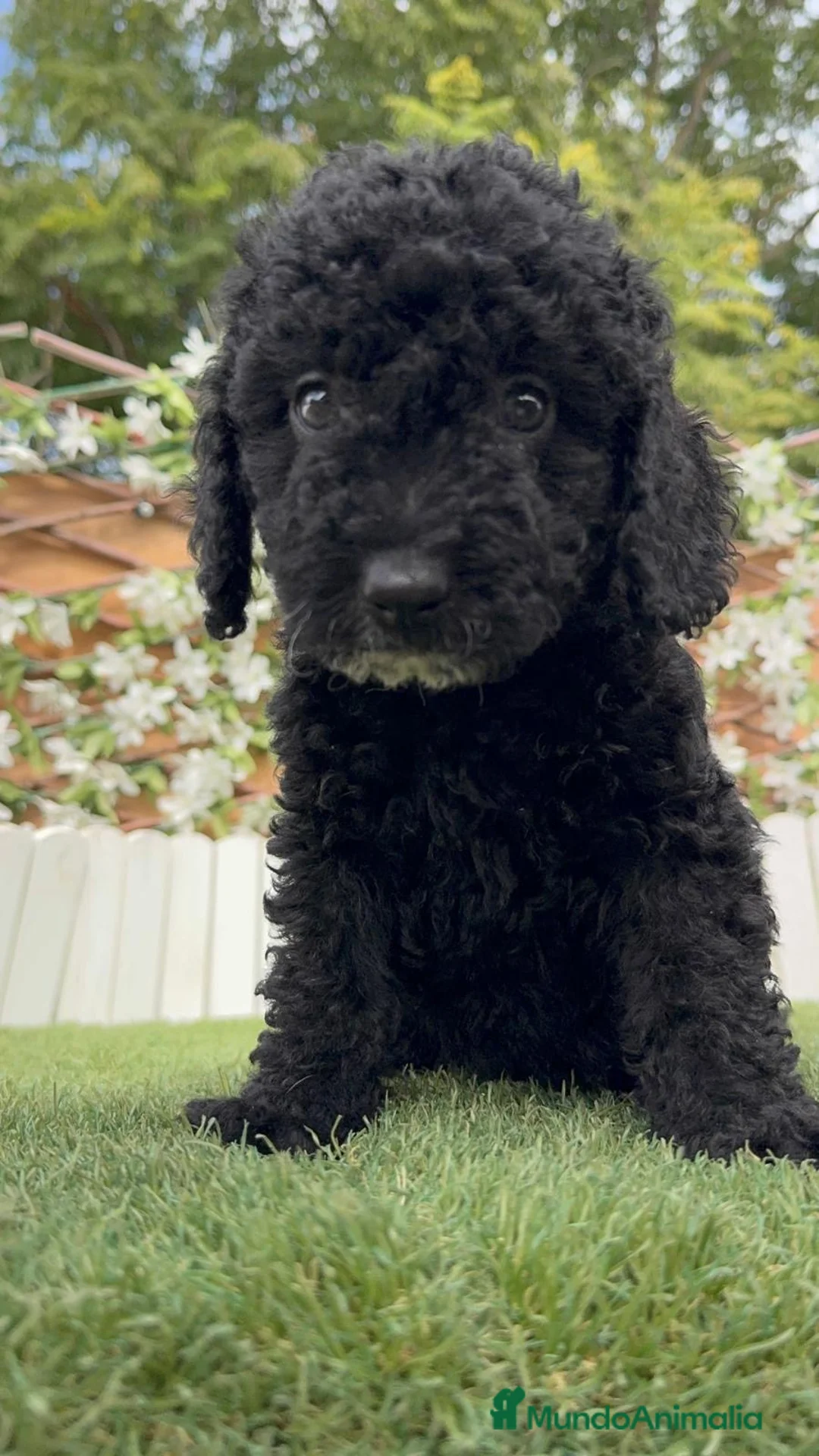 Perro de Agua Español perros en venta: PERRO DE AGUA ESPAÑOL - HEMBRA - Anuncio 15