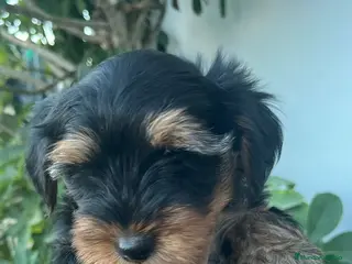 Yorkshire Terrier perros Yorkshire toy - Anuncio 1