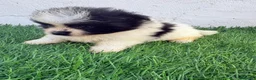 Pomerania perros en venta: Pomerania - Anuncio 6