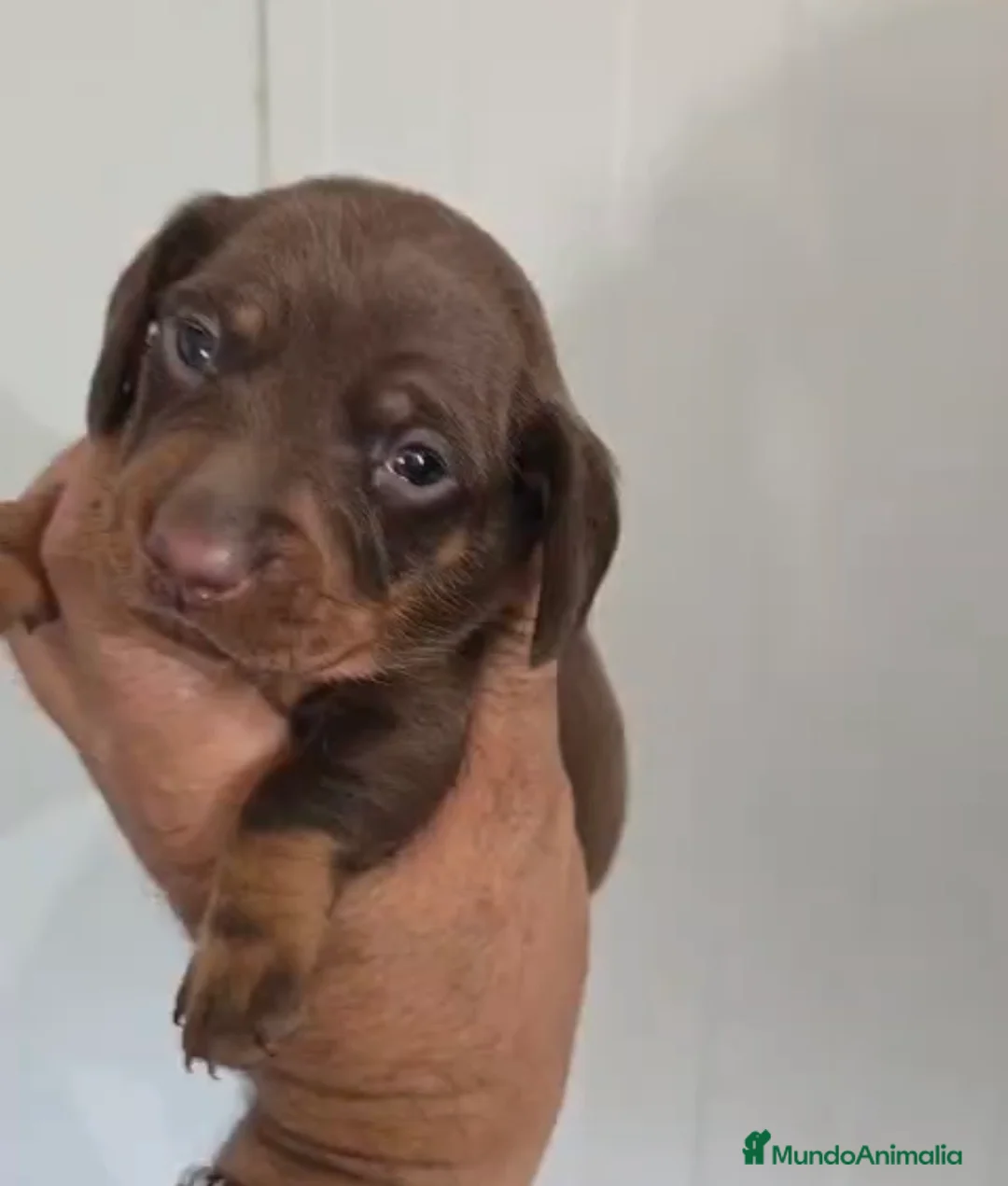 Teckel Miniatura perros en venta: Macho teckel miniatura chocolate 🩵🐾 - Anuncio 4