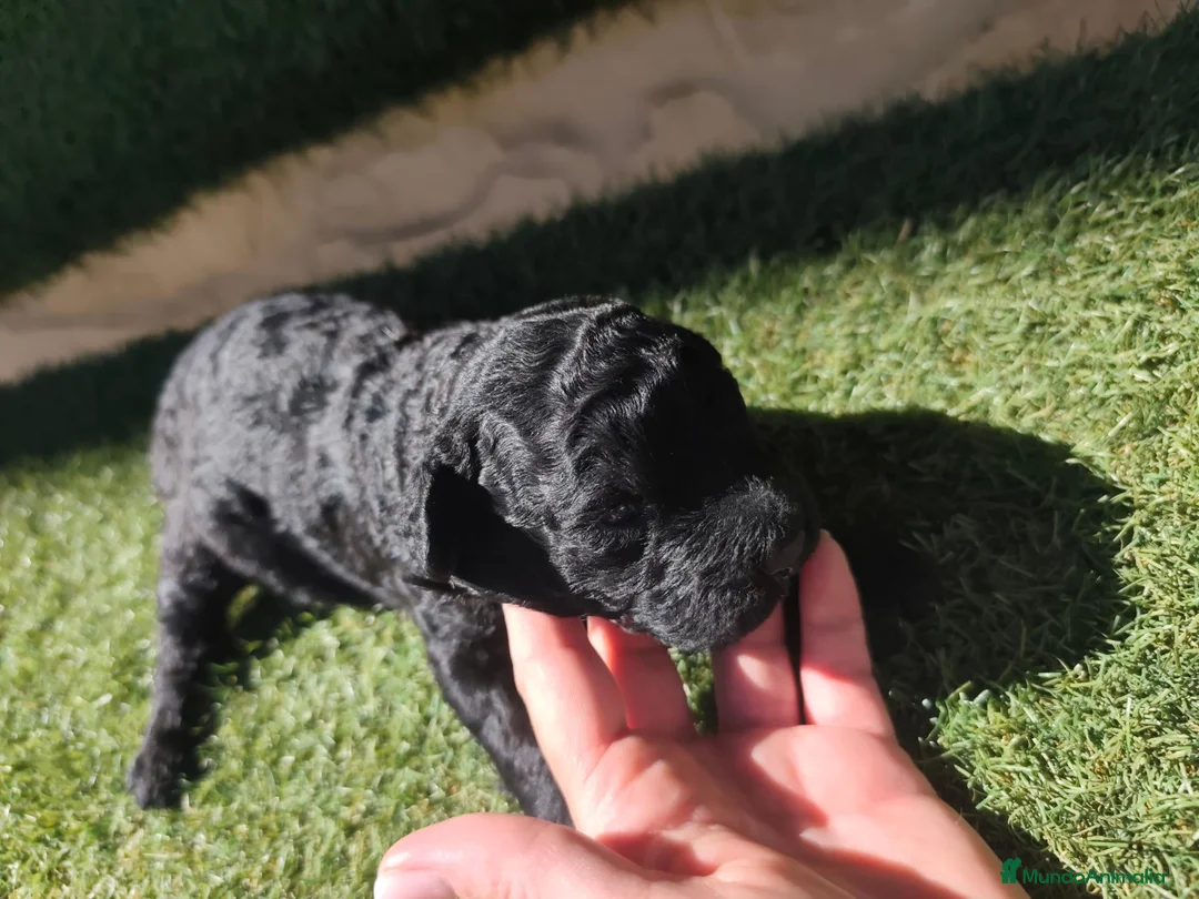 Perro de Agua Español perros en venta: Cachorros perros de agua en Zaragoza - Anuncio 2