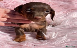 Teckel Miniatura perros en venta: Teckel Kaninchen Chocó - Imagen 3