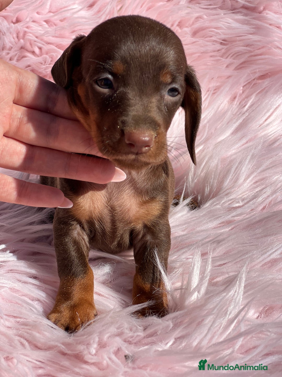 Teckel Miniatura perros en venta: Teckel Kaninchen Chocó - Imagen 3