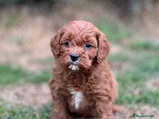 Cavapoo perros CAVAPOO TOY ROJO INTENSO! en Barcelona - Anuncio 11