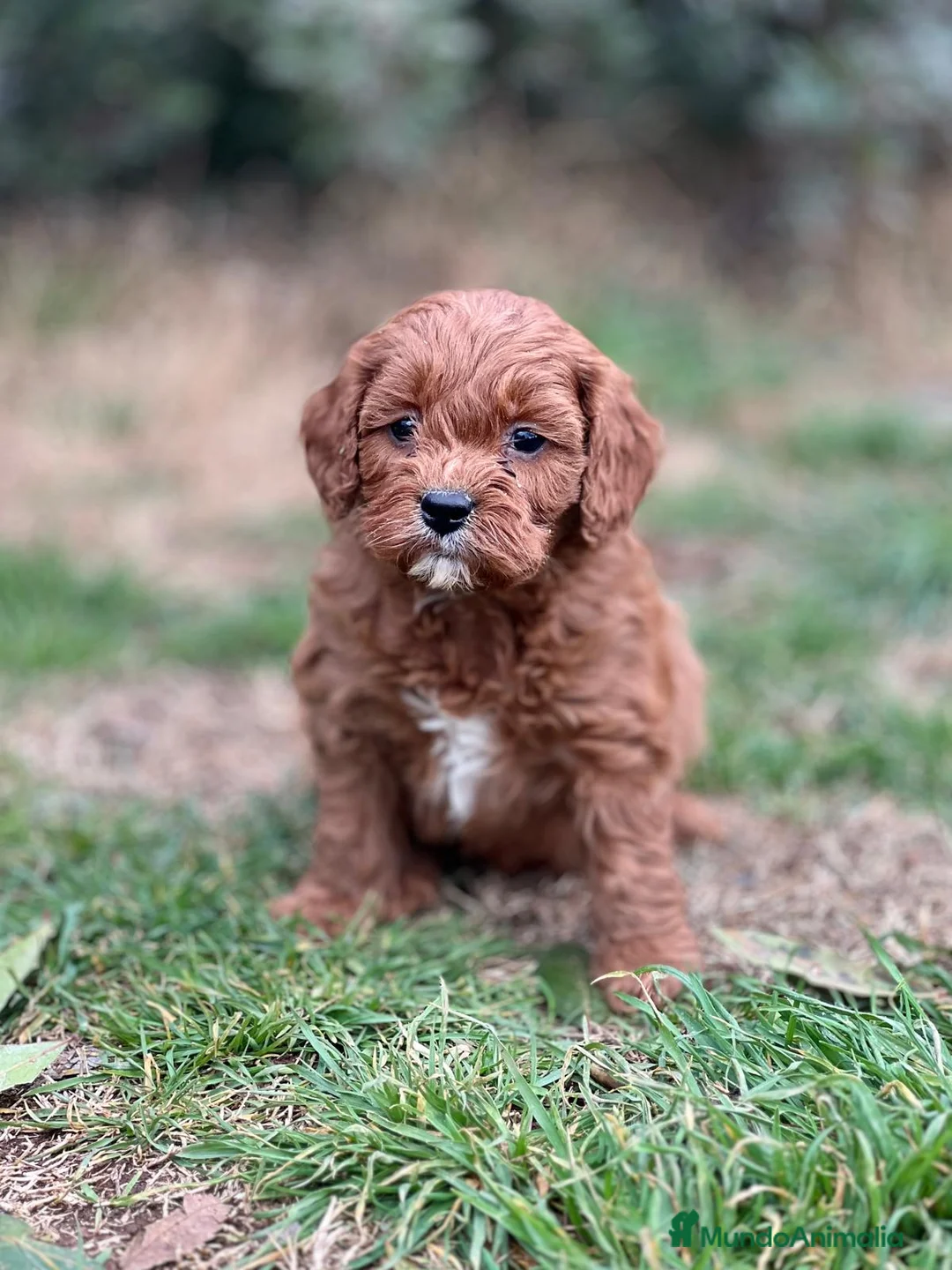 Cavapoo perros en venta: CAVAPOO TOY ROJO INTENSO! en Barcelona - Anuncio 1