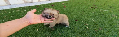 Pomerania Cachorro 5