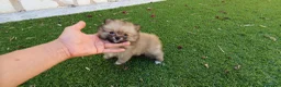 Pomerania perros en venta: Pomerania Toy Top  - Anuncio 32