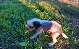 Perro Crestado Chino perros en venta: Crestado Chino con pelo Blanco Macho - Anuncio 6