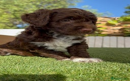 Perro de Agua Español perros en venta: PERRO DE AGUA ESPAÑOL MACHO - Imagen 1