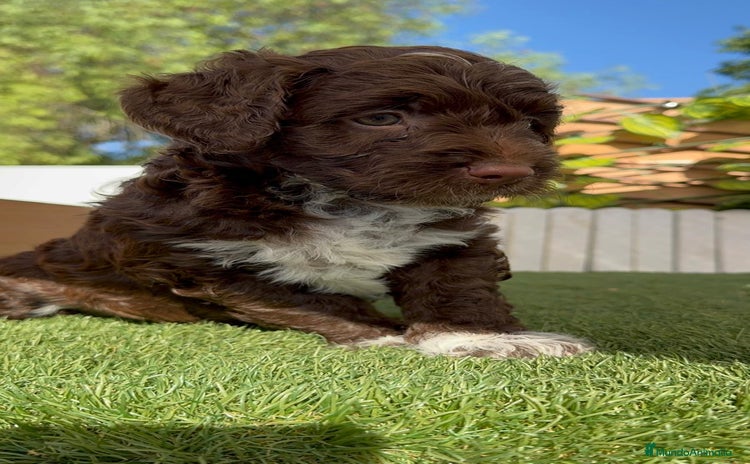 Perro de Agua Español perros - Anuncio 2