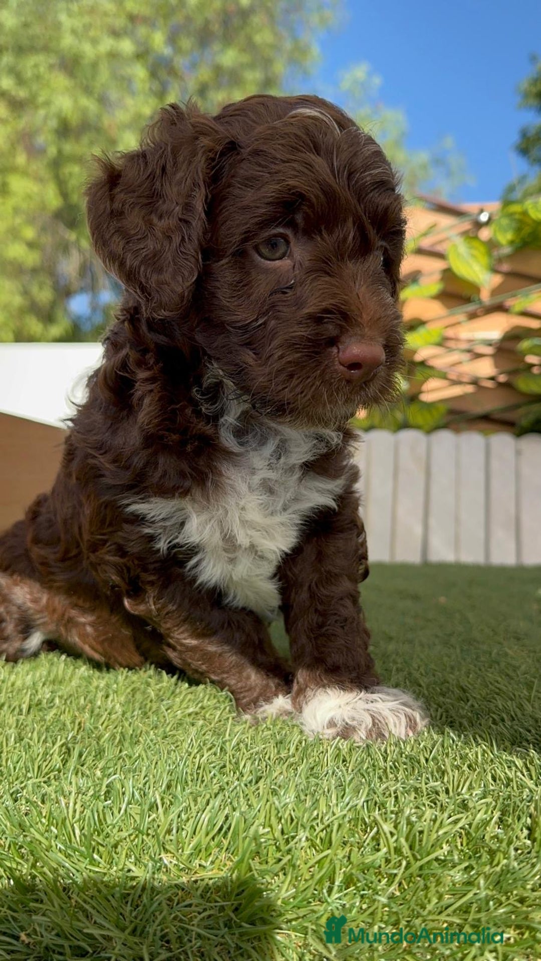 Perro de Agua Español perros en venta: PERRO DE AGUA ESPAÑOL MACHO - Imagen 1