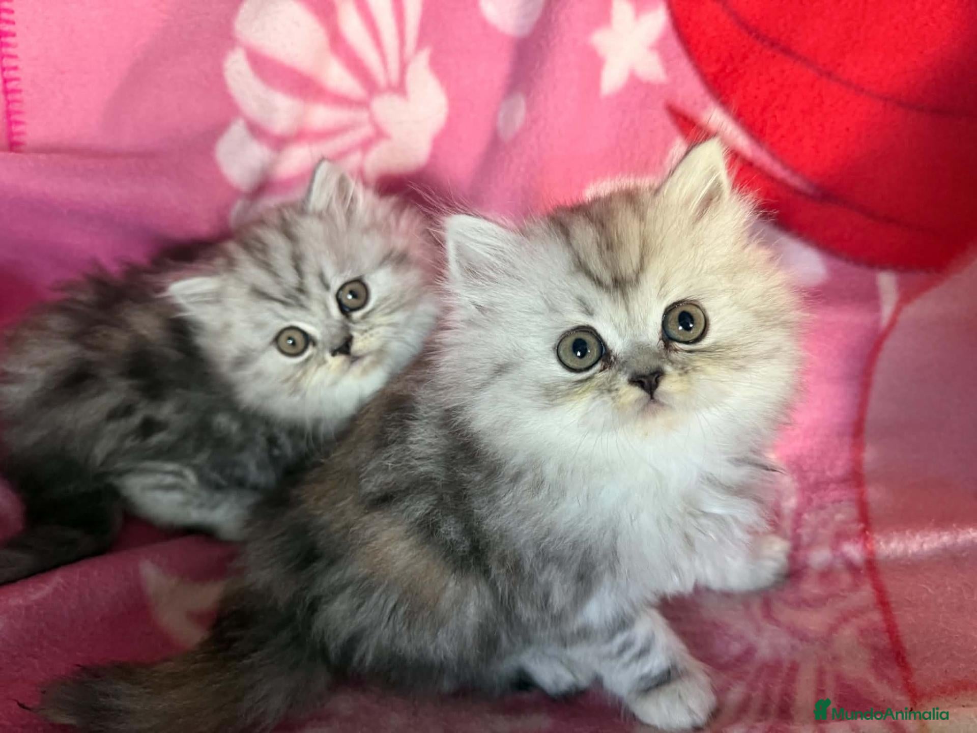 Persa gatos en venta: Persa - Anuncio 1