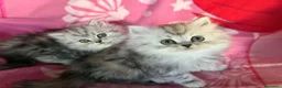 Persa gatos en venta: Persa - Anuncio 2