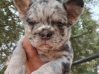 Bulldog Francés perros - Anuncio 15