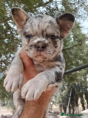 Bulldog Francés perros - Anuncio 1
