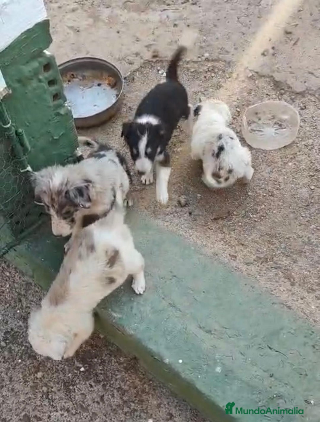 Border Collie perros en venta: Nueva camada border collie  - Imagen 7