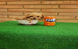 Maltipoo perros en venta: MAltipoo  toy miniatura - Imagen 1