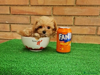 Maltipoo perros - Anuncio 15