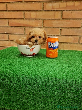 Maltipoo perros - Anuncio 2