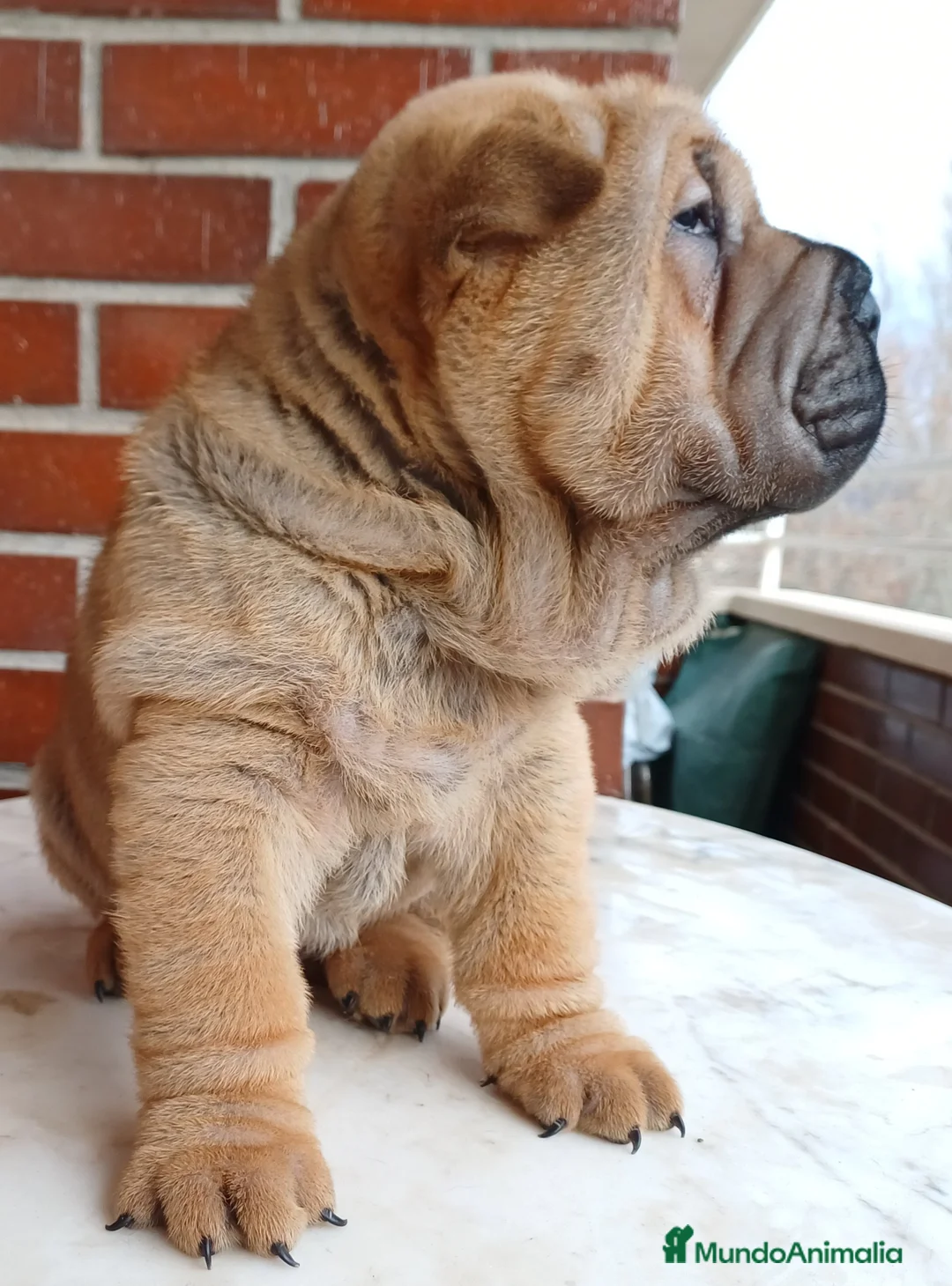 Shar Pei perros en venta: EXCELENTE CAMADA DE SHAR PEI - Anuncio 8