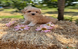 Maltipoo perros en venta: Maltipoo entrega para diciembre!!! - Imagen 6